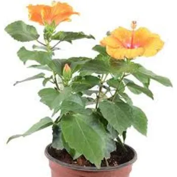 Natural Hybrid Plant